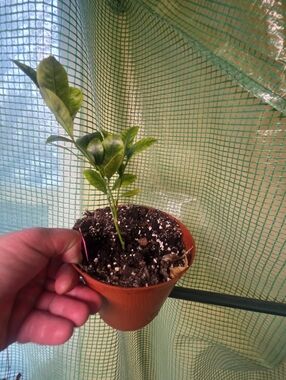 Well Rooted Calamondin Orange Tree Plant Cutting (Cut From Nursery Plant)